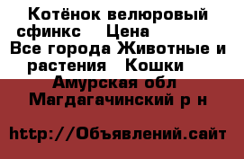 Котёнок велюровый сфинкс. › Цена ­ 15 000 - Все города Животные и растения » Кошки   . Амурская обл.,Магдагачинский р-н